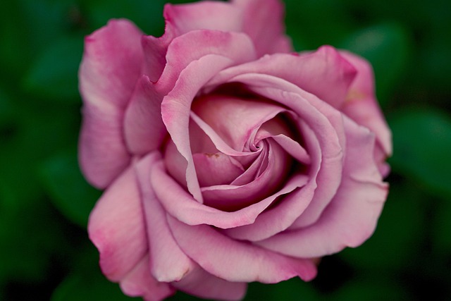 pink rose